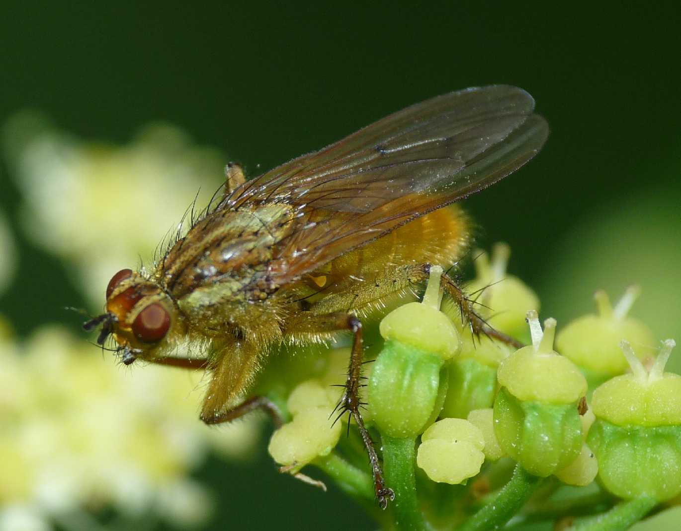 Scathophaga stercoraria  (Scathophagidae)